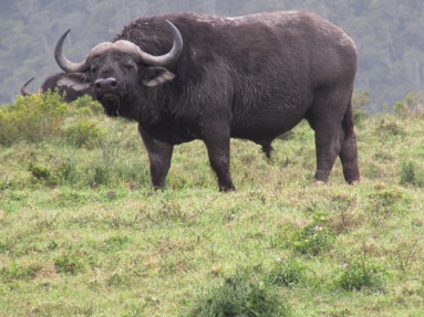 South Africa buffalo